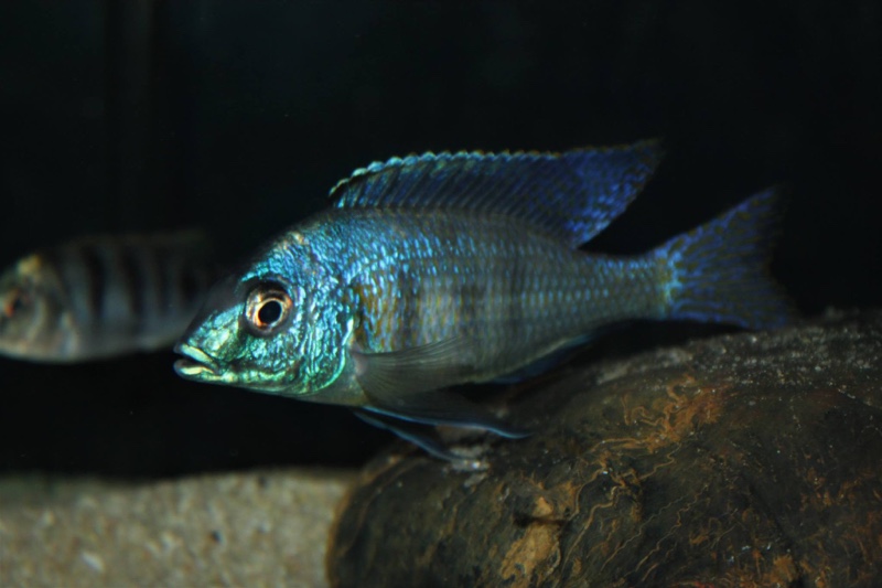 Mylochromis ericotaenia 'Manda'